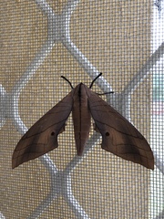 Marumba cristata bukaiana