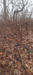 Rubus odoratus
