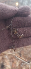 Rubus odoratus
