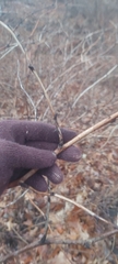 Rubus odoratus