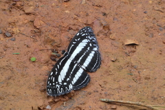 Pseudoneptis bugandensis