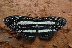 Pseudoneptis bugandensis