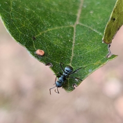 Polyrhachis tibialis
