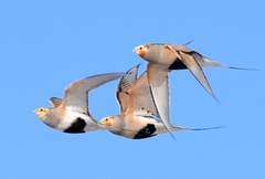 Syrrhaptes paradoxus