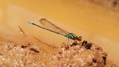 Pseudagrion punctum