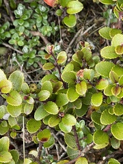 Gaultheria colensoi
