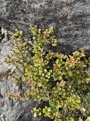 Gaultheria colensoi