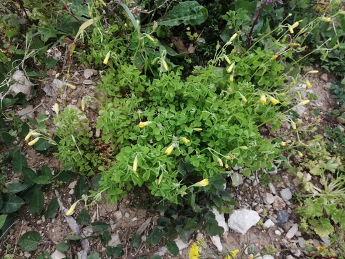 kysličkovec Dilleniov (Oxalis dillenii)