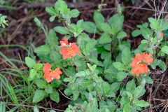Crossandra mucronata