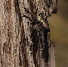 Blepharotes coriarius