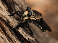 Blepharotes coriarius