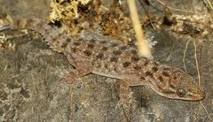 Hemidactylus varadgirii