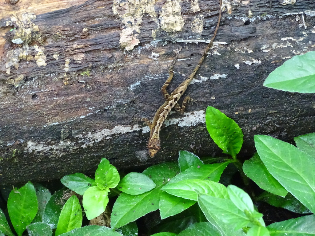 Pouched Anole
