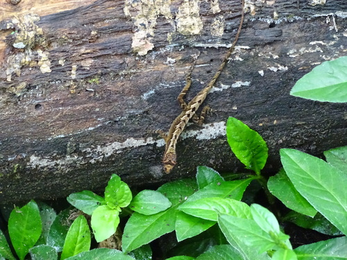 Pouched Anole, Anolis marsupialis