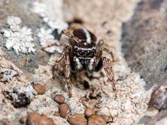 Attulus monstrabilis