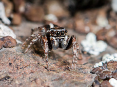 Attulus monstrabilis