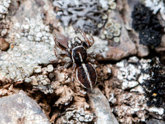 Attulus monstrabilis