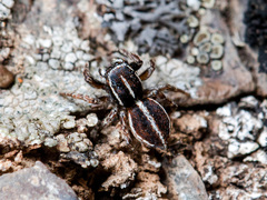 Attulus monstrabilis