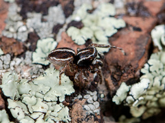 Attulus monstrabilis