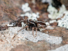 Attulus monstrabilis