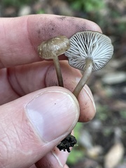 Lyophyllum anthracophilum