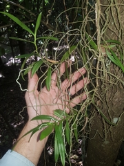 Plectorrhiza tridentata