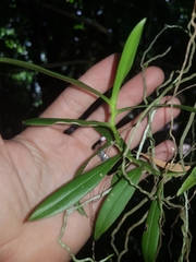 Plectorrhiza tridentata