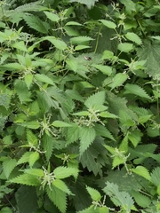 Urtica perconfusa