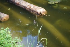 Rhyothemis variegata imperatrix