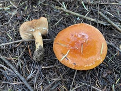 Lactarius subflammeus