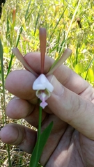 Cleistesiopsis oricamporum
