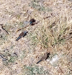 Uraeginthus bengalus