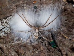 Rhysodromus pictus