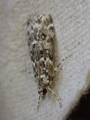 Eudonia lineola