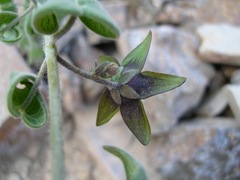 Polystemma mirandae