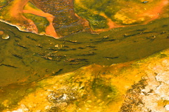 Sulfolobus solfataricus