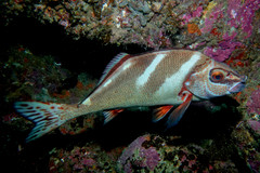 Morwong ephippium