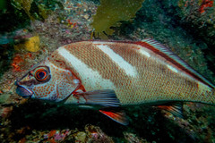 Morwong ephippium