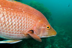 Bodianus unimaculatus