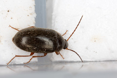 Hymenalia