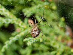 Steatoda castanea