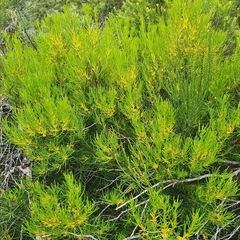 Persoonia mollis