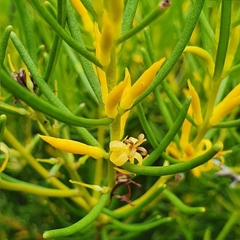 Persoonia mollis
