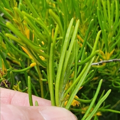 Persoonia mollis