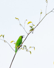 Chloropsis sonnerati