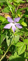 Vinca difformis