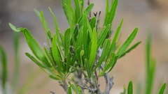 Dodonaea viscosa angustifolia