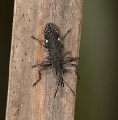 Rhinotia bimaculata