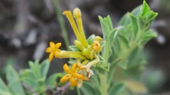 Lasiosiphon meisnerianus