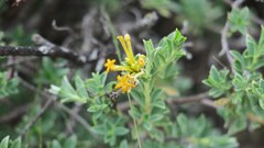 Lasiosiphon meisnerianus